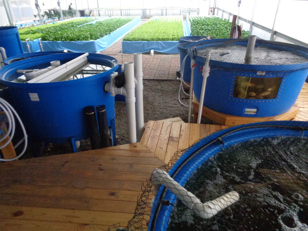 Clear Flow Aquaponic Systems® at the Nelson and Pade, Inc.® demonstration greenhouse in Montello, Wisconsin.
