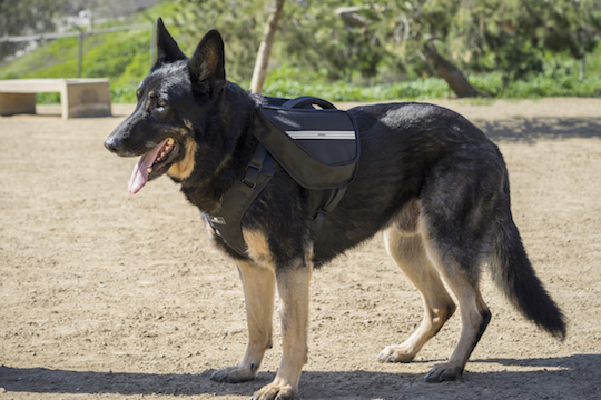 Working dogs and active dogs will benefit from the Clickit Terrain design.