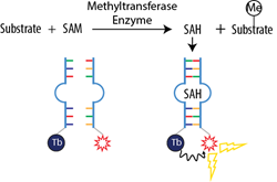 Schematic of the New AptaFluor SAH Methyltransferase Assay with TR-FRET Readout