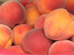 Franklin County orchards are bearing delicious peaches all summer and many are expected to be producing through Labor Day.