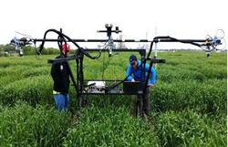 Two of the researchers moving the phenotyping cart through a young wheat field.
