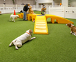 LA Dogworks in Los Angeles, CA implemented the patented K9Grass Flushing System in their 10,000 square foot state-of-the-art facility for dogs.