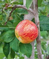 Gravenstein Apple