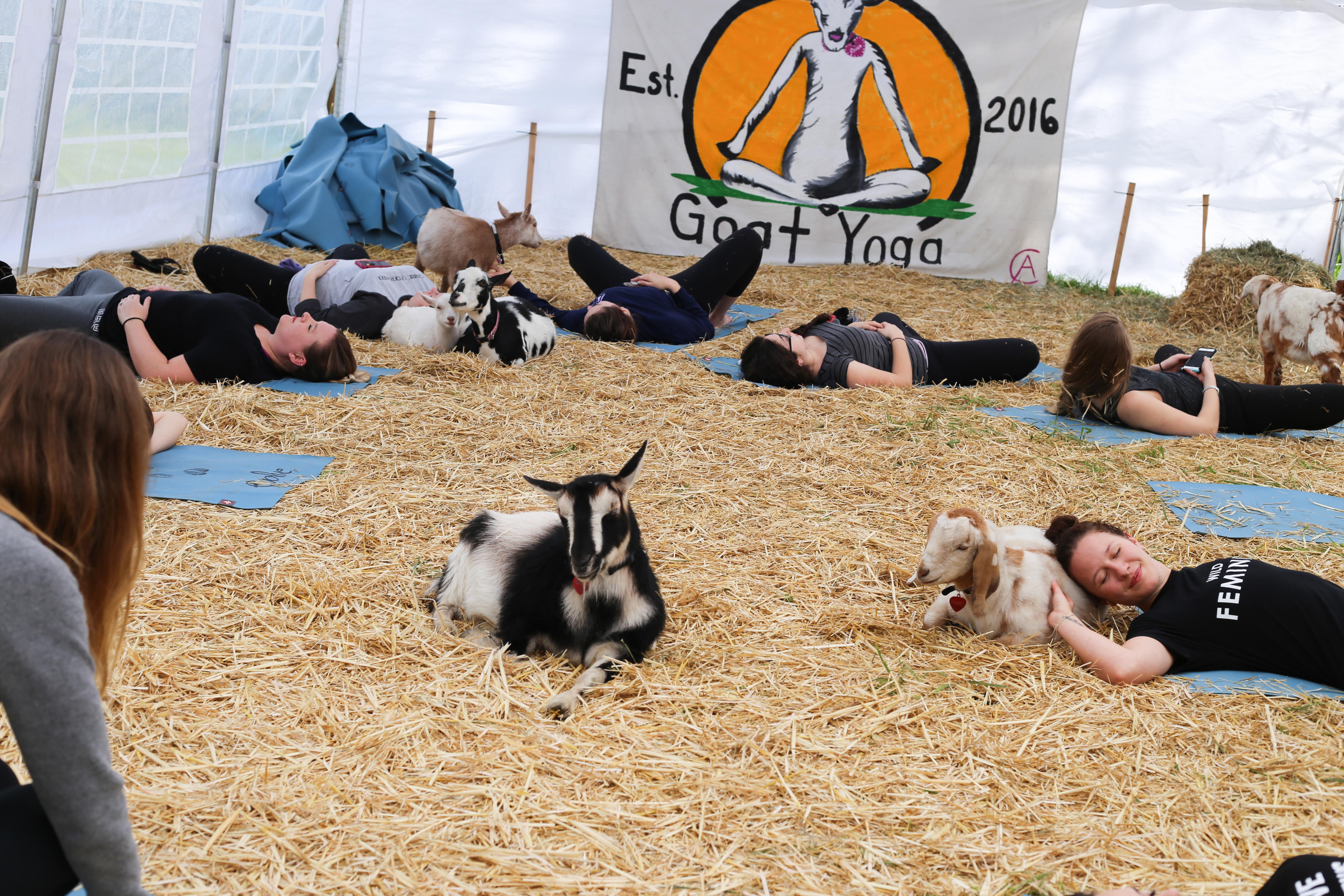 Goat Yoga Group