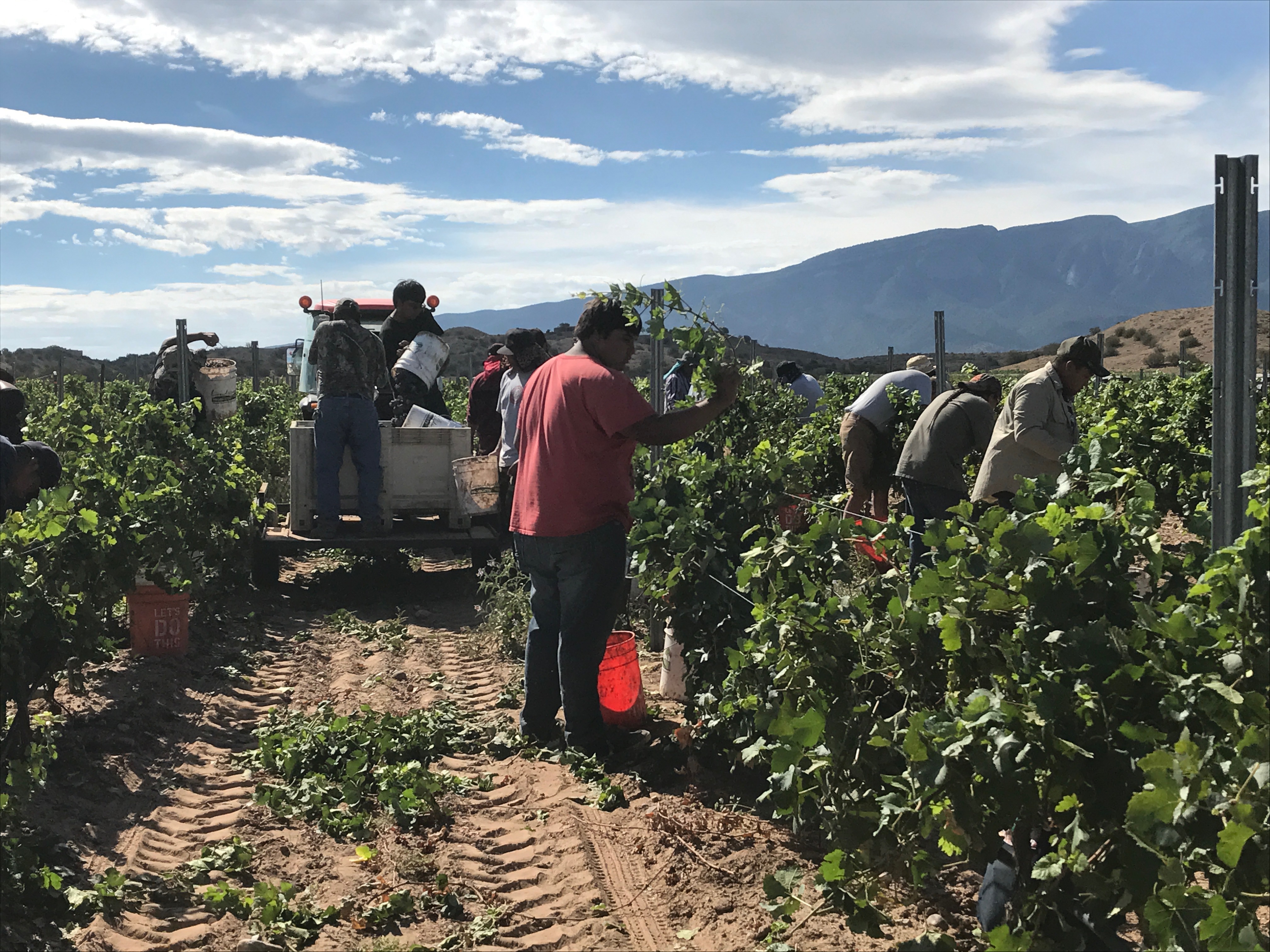 At the Tamaya Vineyard workers hand-select the finest New Mexico fruit for Gruet Winery,including the state's first Pinot Meunier.