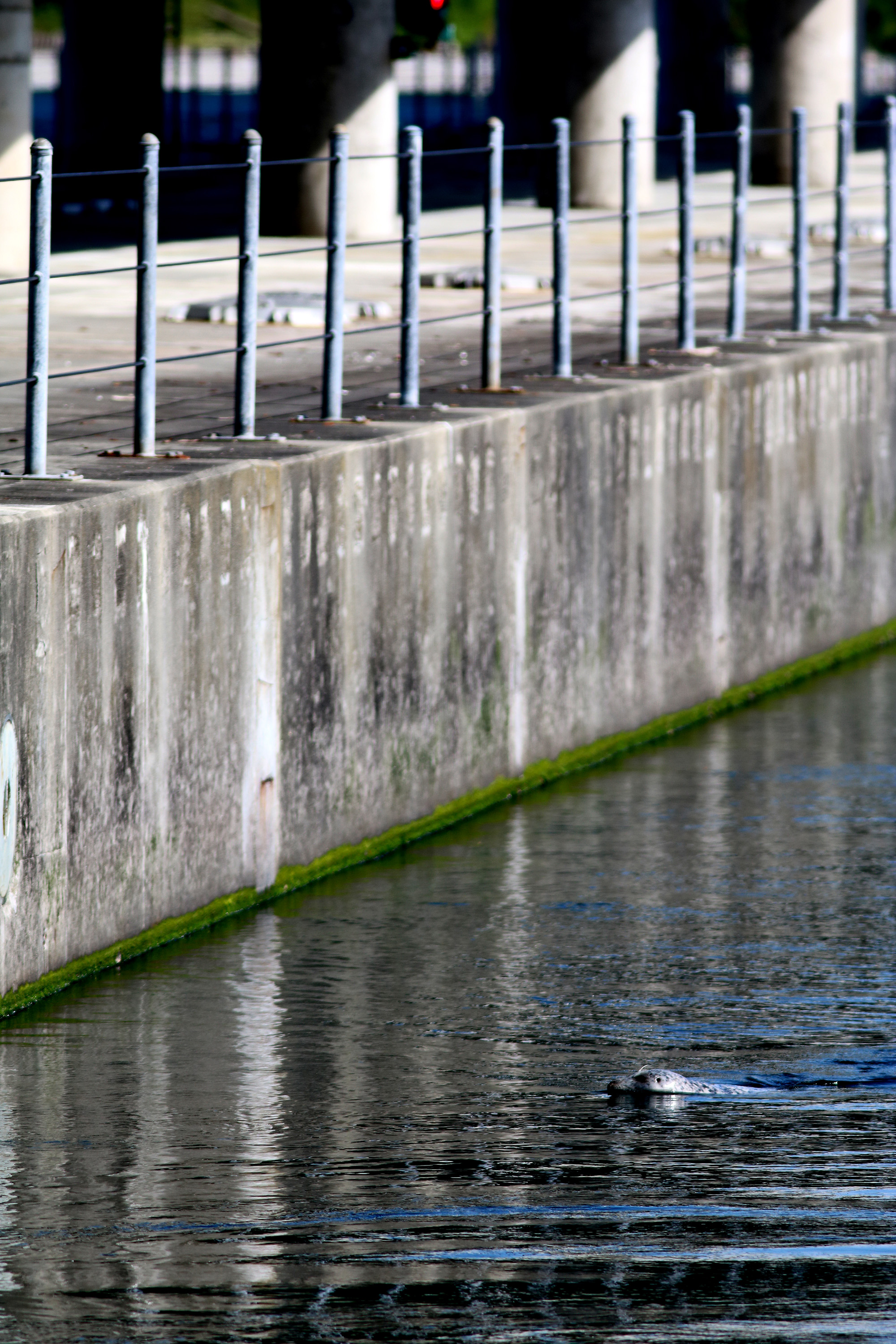 Seals (salmon predators) likely hunting against the Hood Canal Bridge