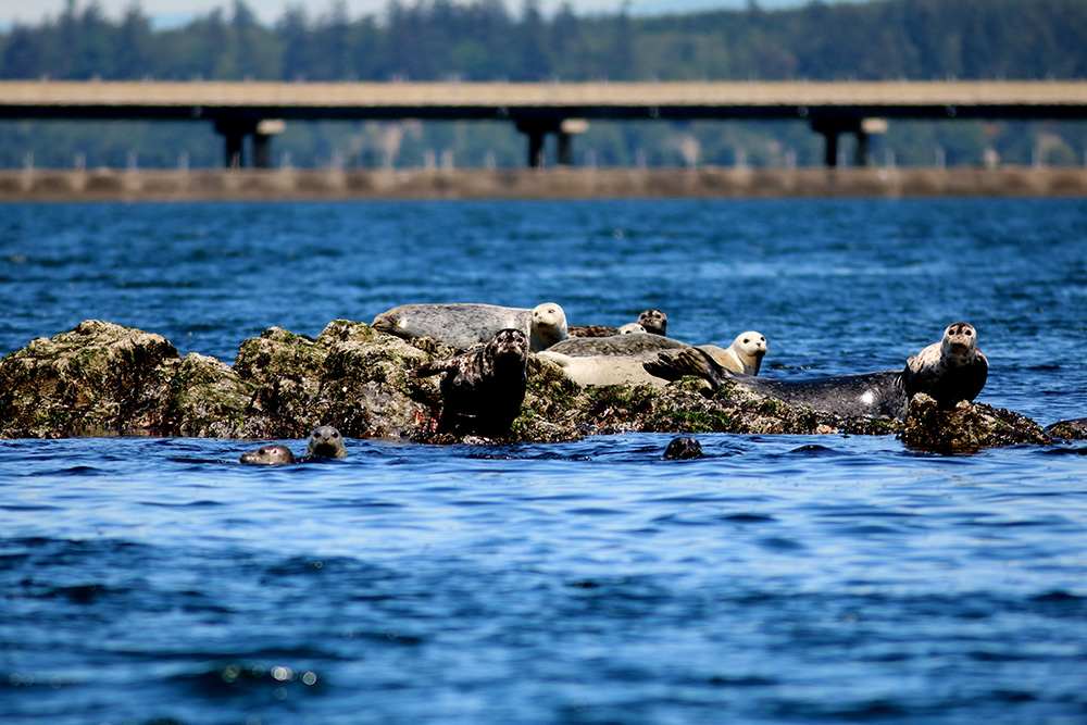 Seals (salmon predators) near the Hood Canal Bridge