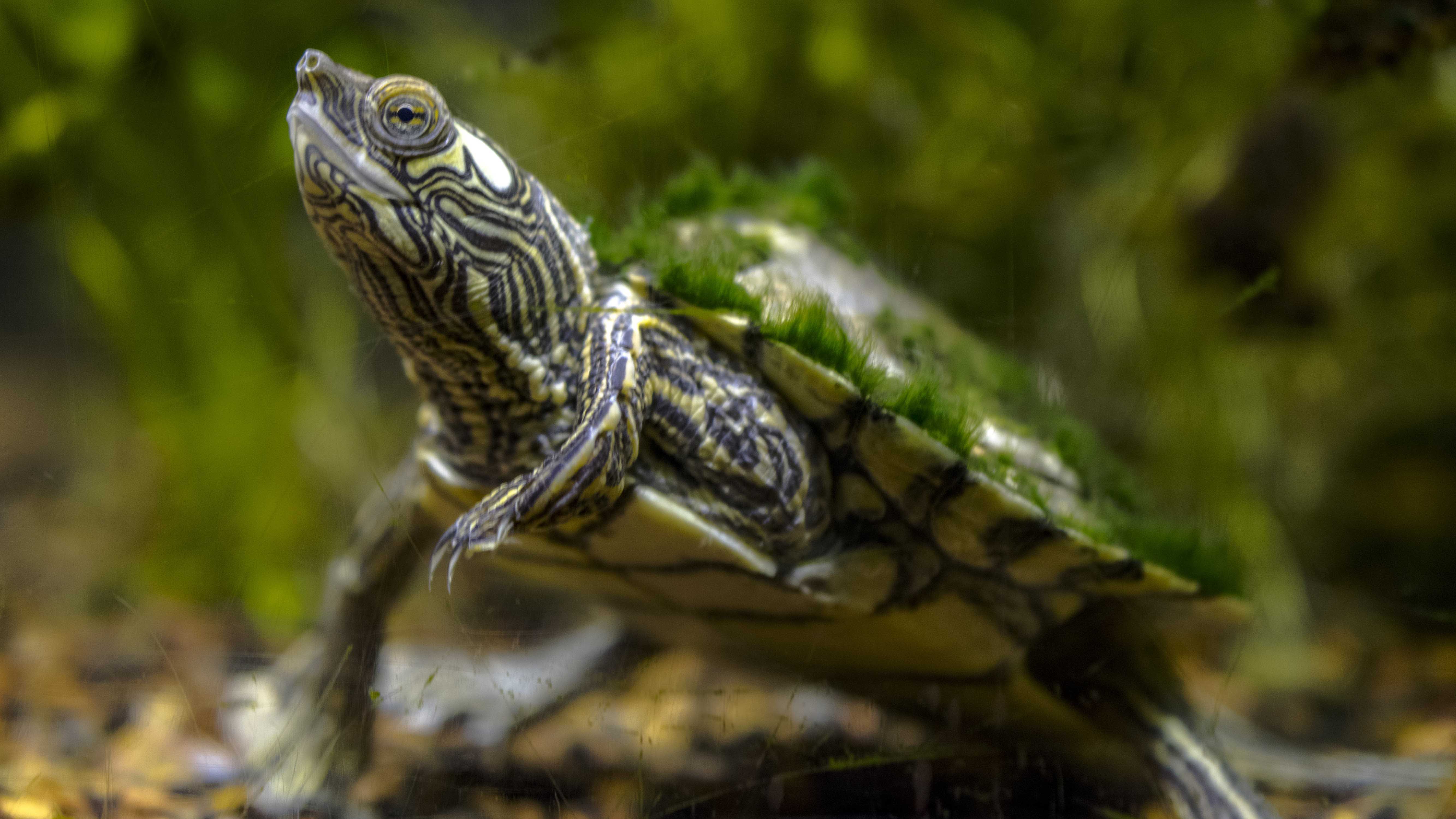 A Pearl River Map Turtle at the Tennessee Aquarium