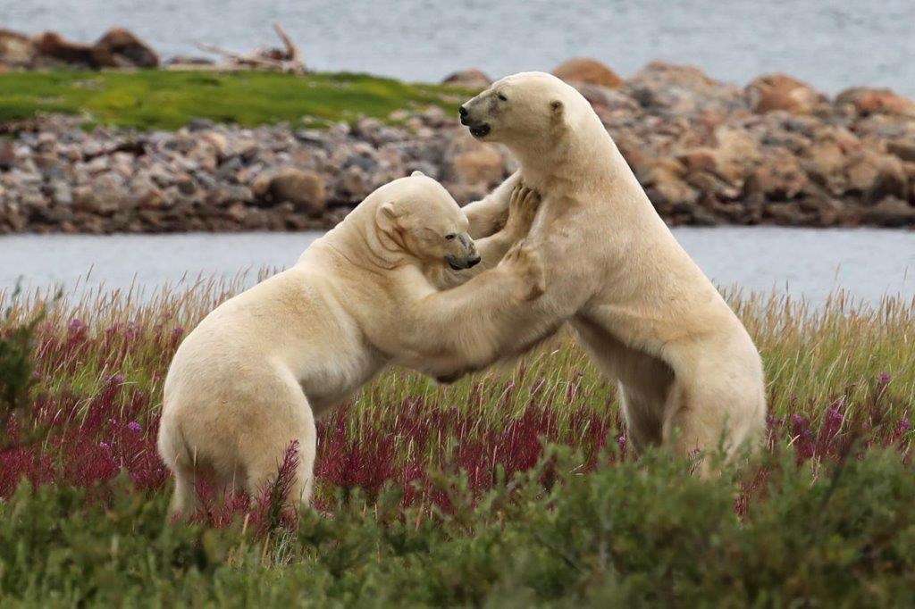 Polar bears sparring at Seal River. Judith Herrdum photo.