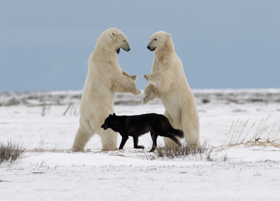 Black wolf referees polar bear sparring match. Jiangou Xie photo.