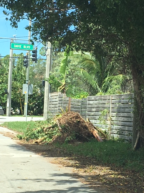 One of many piles of Debris at SW 15th Ave and Davie Blvd.