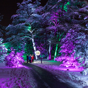 Trees are lit in mesmerizing hues as visitors travel a one-mile wooded path.