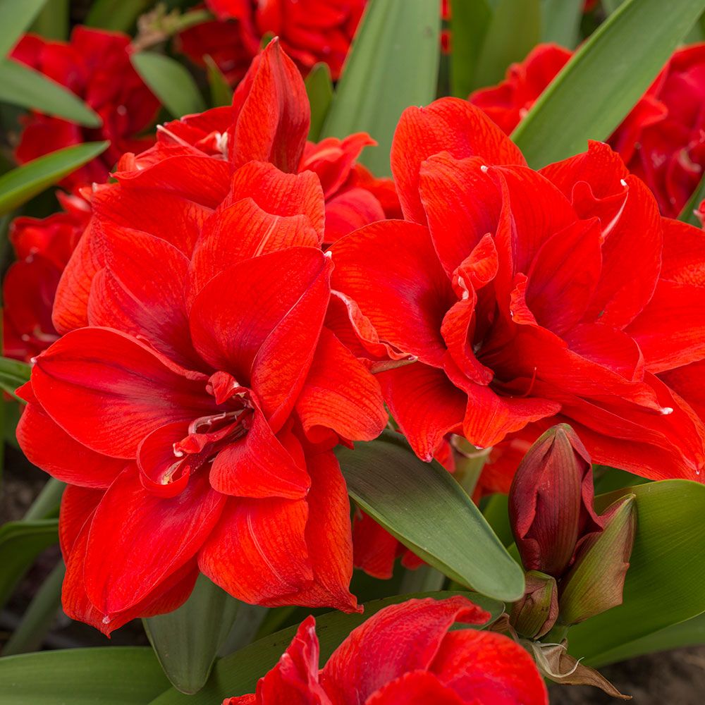 The Nymph series of Amaryllis produces huge, almost full double flowers whose rich texture and colors set new standards of beauty for this elegant genus.