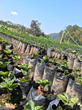 Coffee seedlings in Peru