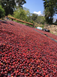 Coffee cherries in Peru