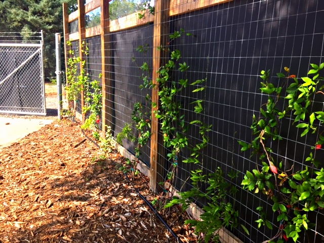 Closeup of fence; vines planted will eventually grow up and cover fence. Gate was also treated with Acoustifence.