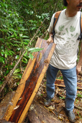 Protecting the Heart of the Marimba Photo