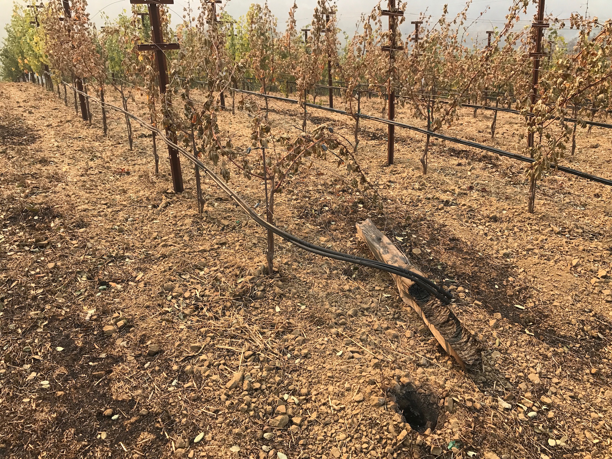 The Pulido~Walker  Estate Vineyards on Mt. Veeder suffered partial damage during the Wine Country fires.