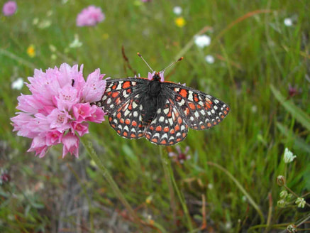 Endangered Bay Checkerspot Butterfly