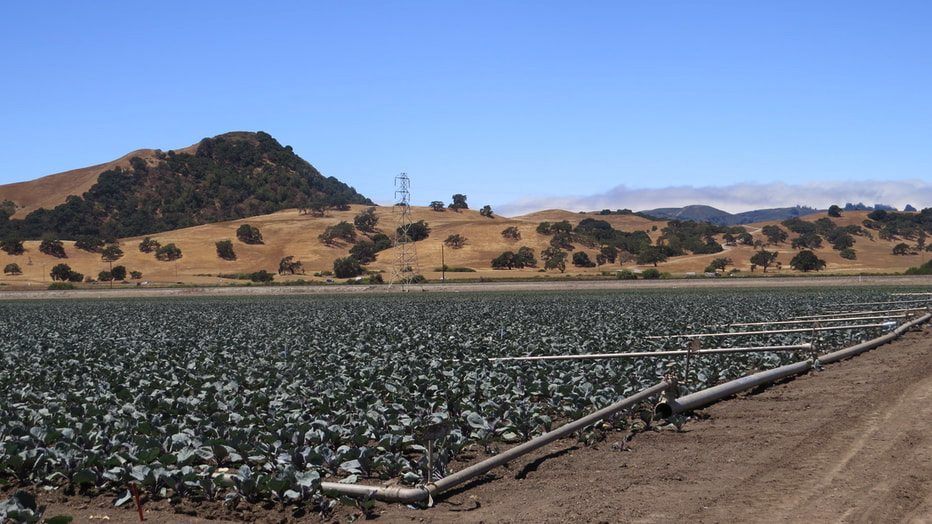 Agricultural land preserved in Santa Clara Valley