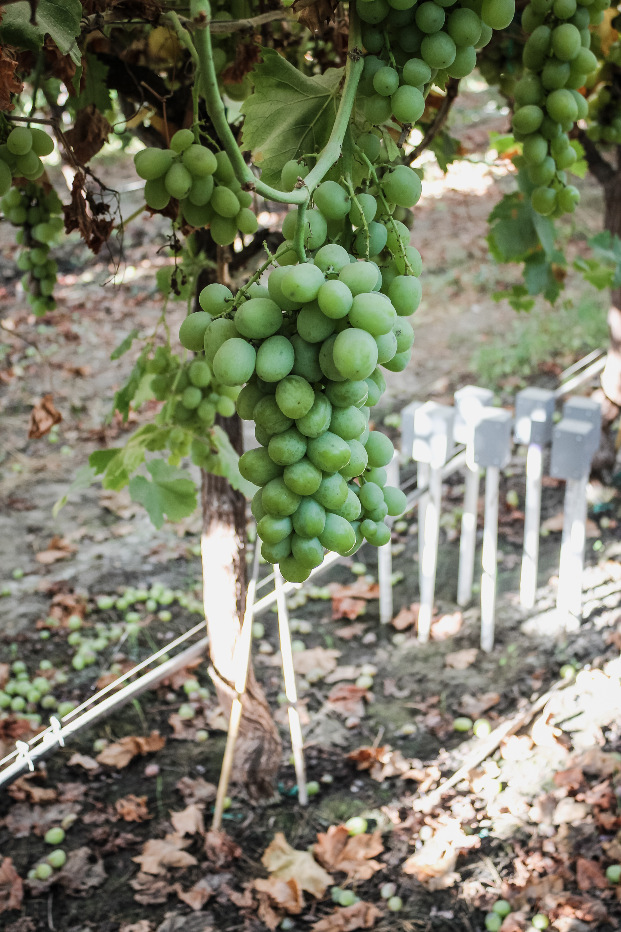Fybr's test soil moisture sensor array monitoring grapes at multiple depths.