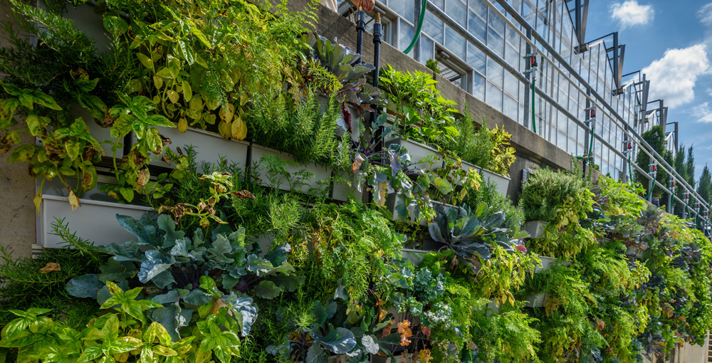 Phipps Added Nine More LiveWall Living Walls After Testing Various Systems.
