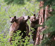 The Bear League, Lake Tahoe Area