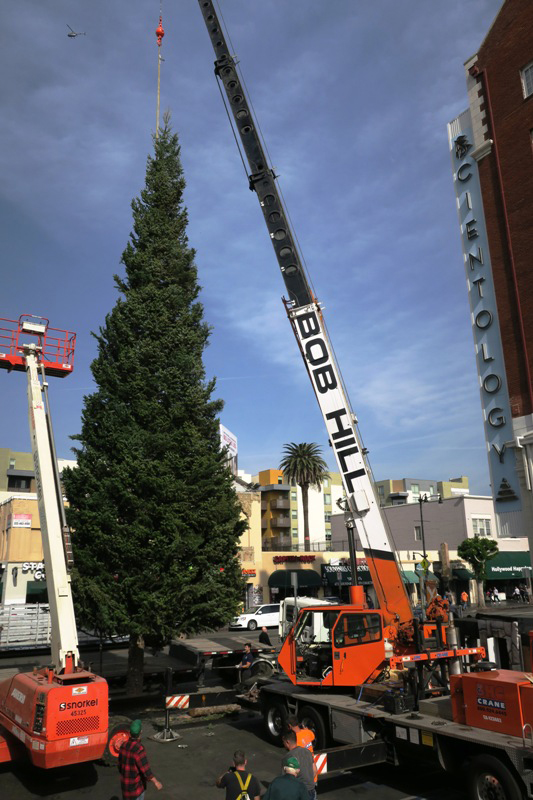 The sixty-foot White Fir is guided into place on Hollywood Boulevard at L. Ron Hubbard's Winter Wonderland for the set's 35th year (1983-2017)