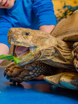Feeding the Turtle