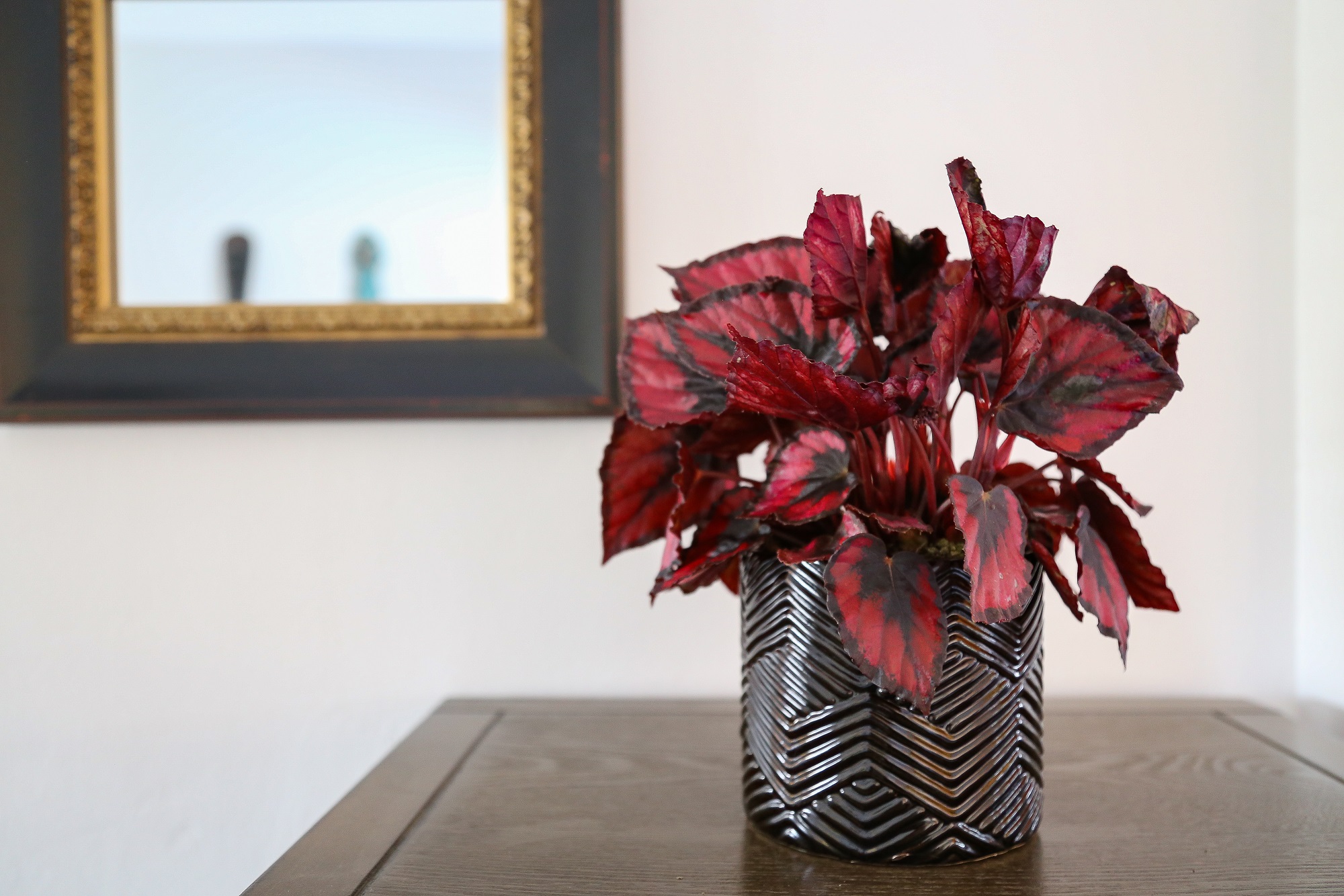 A smaller houseplant perfect for apartments and other spaces, rex begonia brings a colorful touch to desks and tabletops.