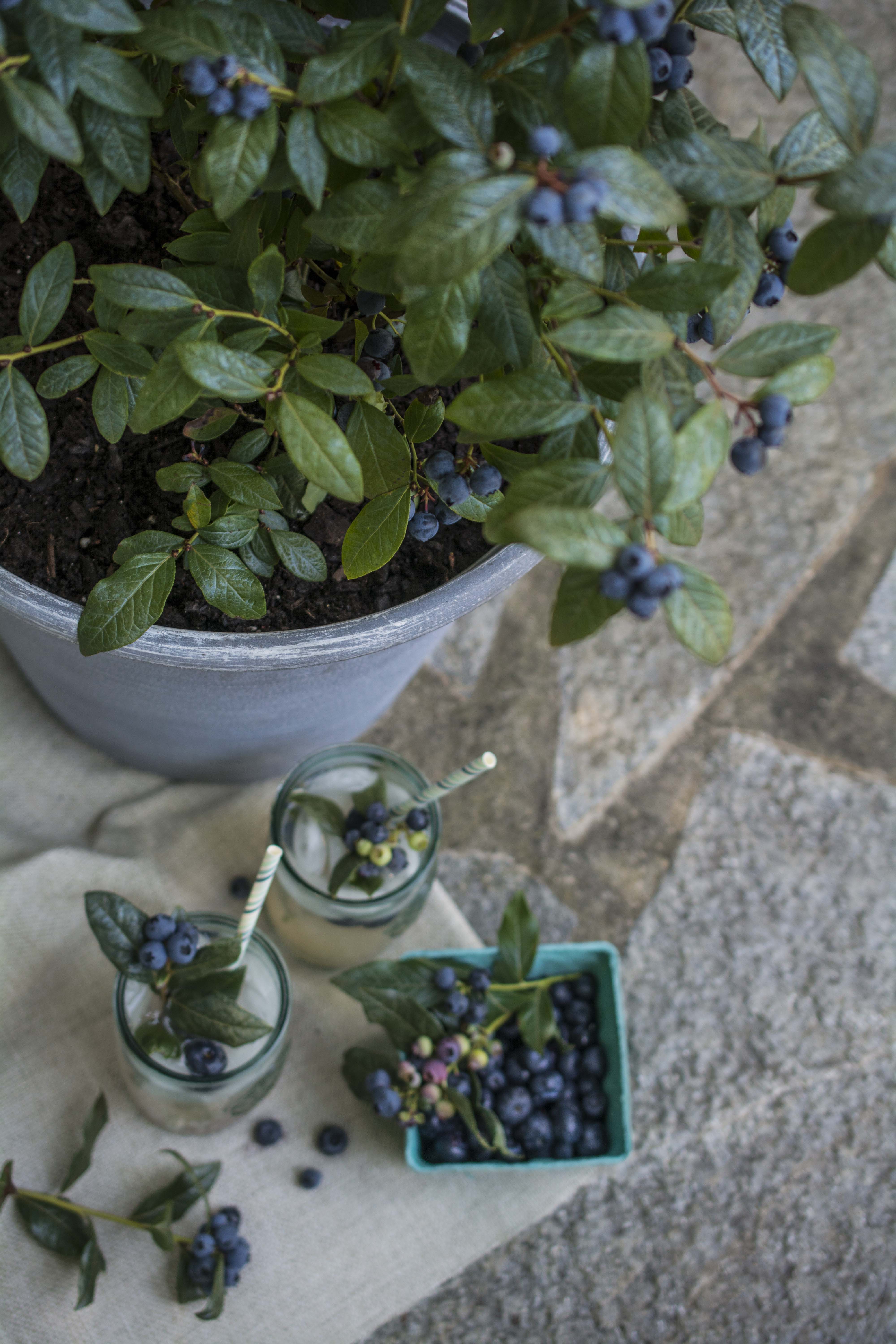 Give the gift of health and wellness this season with blueberries, raspberries and blackberries from the Bushel and Berry™ Collection of ornamental edible shrubs.