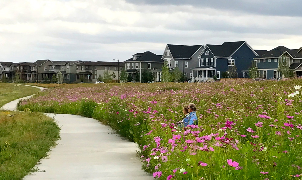 Nestled amongst the field of Cosmos, Stapleton residents enjoy the expansive prairie landscape of Cottonwood Gallery, a recently opened greenway in Civitas’ award-winning Open Space Plan.