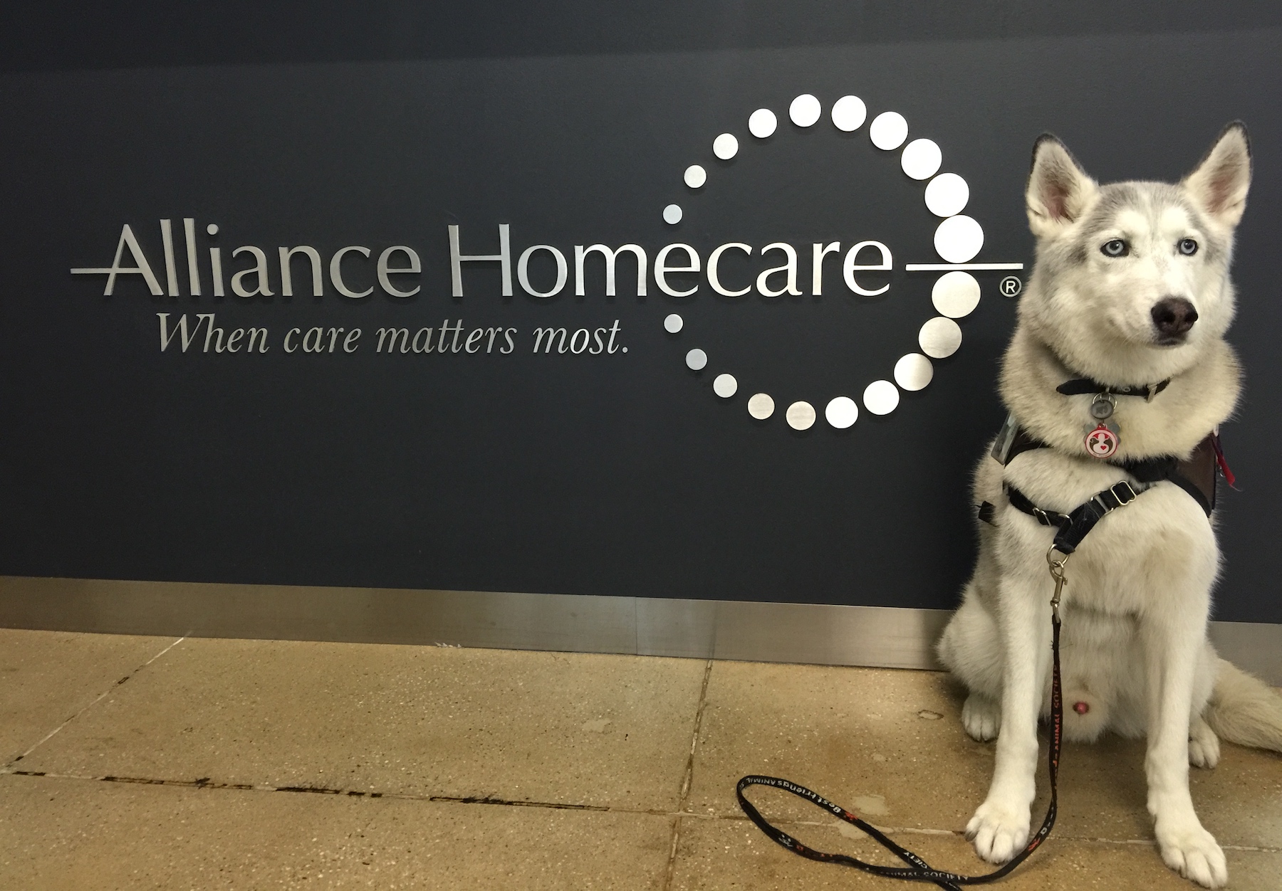 Beau the Rescue looking smart in front of the Alliance Homecare offices.