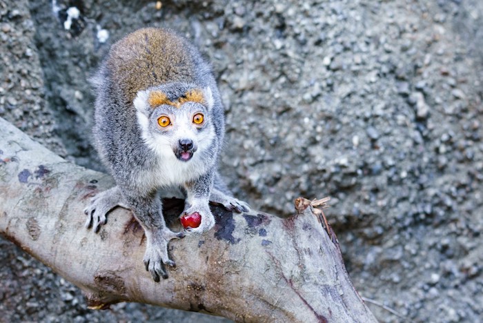 Female Crowned Lemur at Oakland Zoo. Photo by Reuben Maness