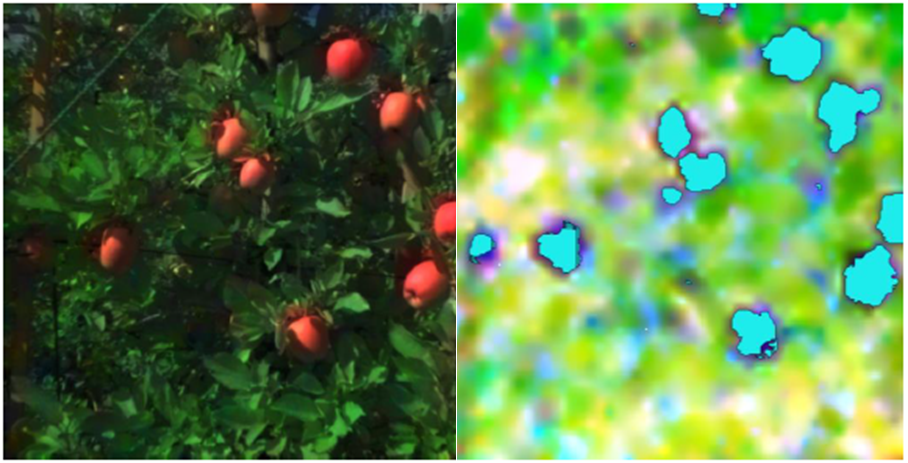 Cubert software identifies apples on a tree, even when partially obscured.