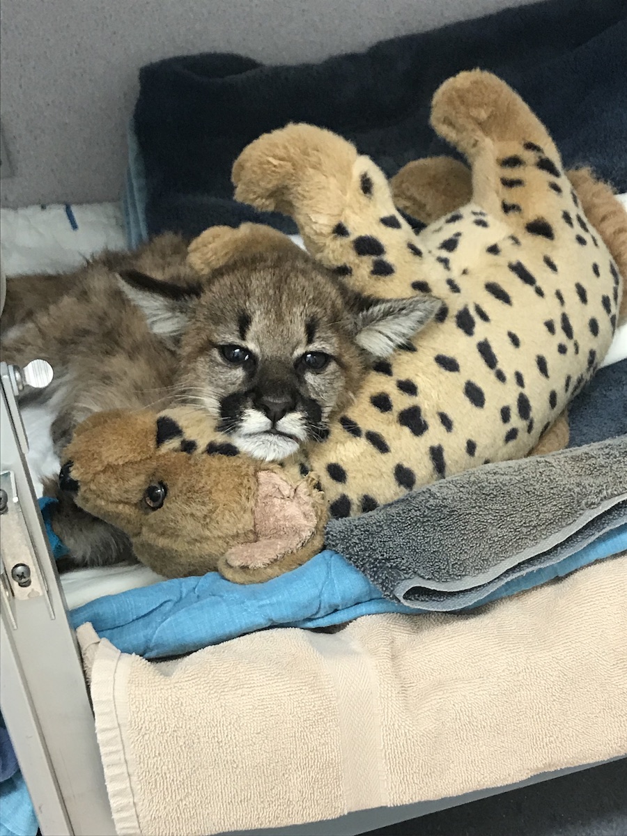 Mountain Lion Cub recuperates at Oakland Zoo's Veterinary Hospital.