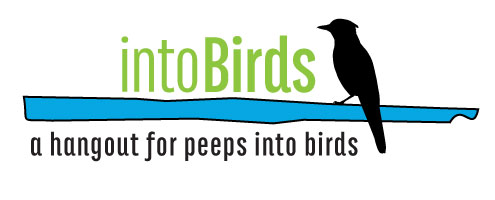 intoBirds, an online magazine, community, and resource for all things birds
