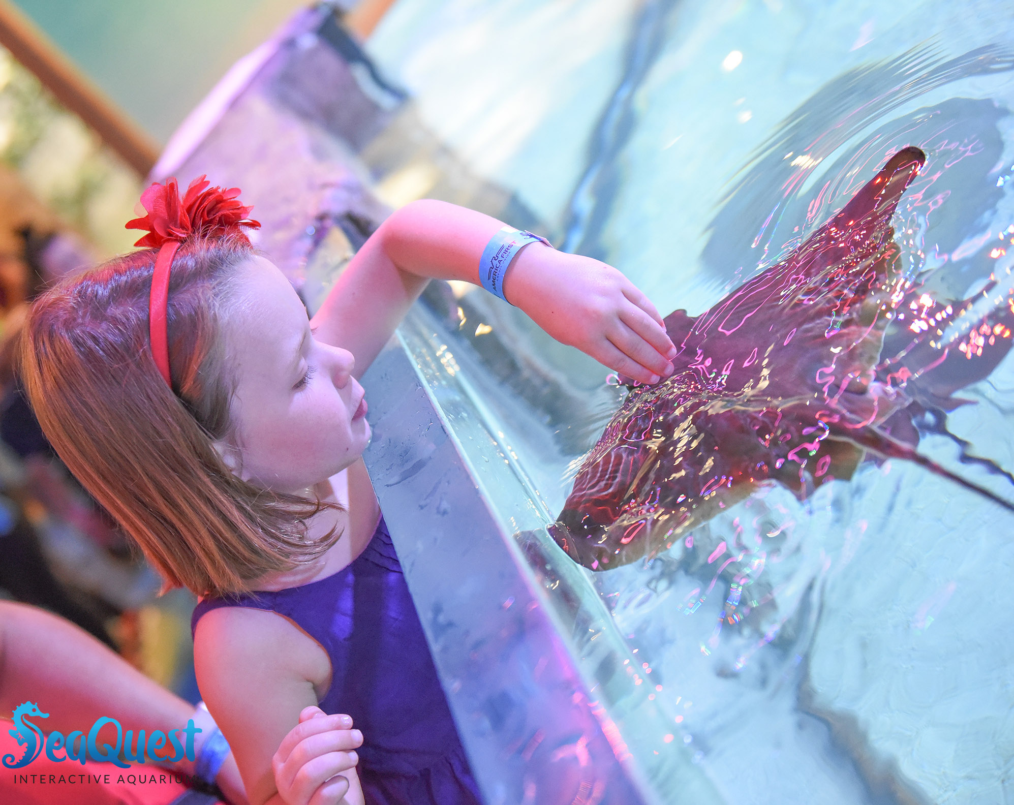 Touch, feed and even snorkel with stingrays!