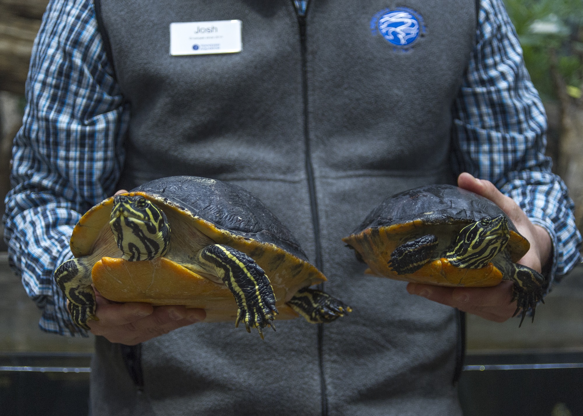 Tennessee Aquarium Conservation Institute biologist Dr. Josh Ennen holds female, left, and male examples of the Florida Red-bellied Cooter.