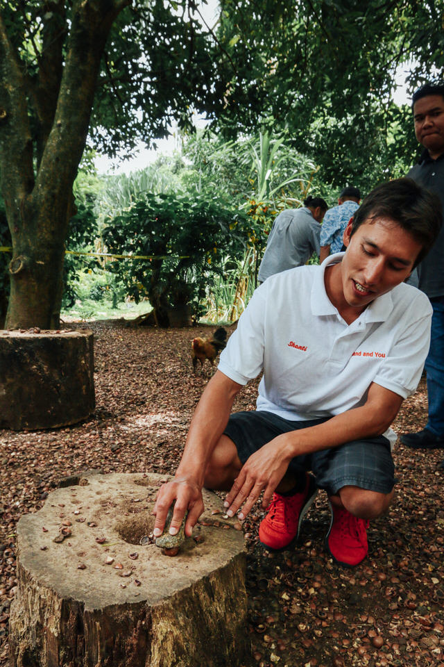 A guide showing how to crack macadamia nuts on the Island and You tour