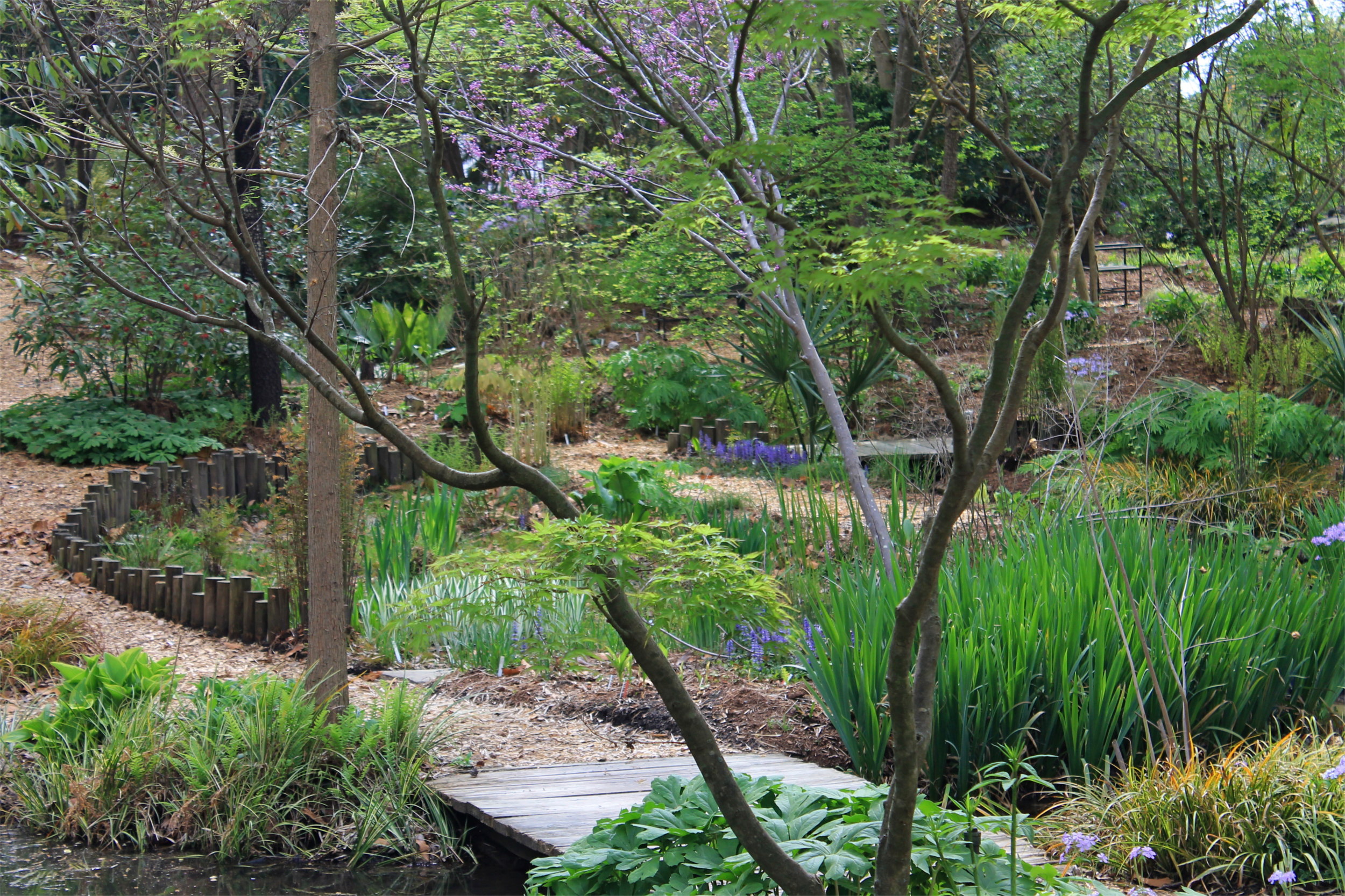 Juniper Level Botanic Garden in early spring.