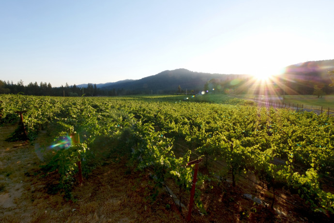 Listings for vineyards in illustrious Southern Oregon wine country