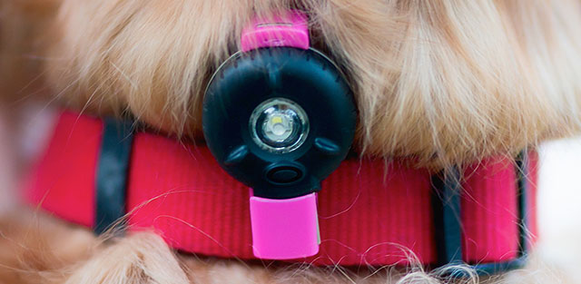 The Bkin helps add visibility for pets when clipped to their collars.