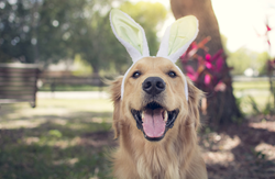 Dog wearing Easter bunny headband
