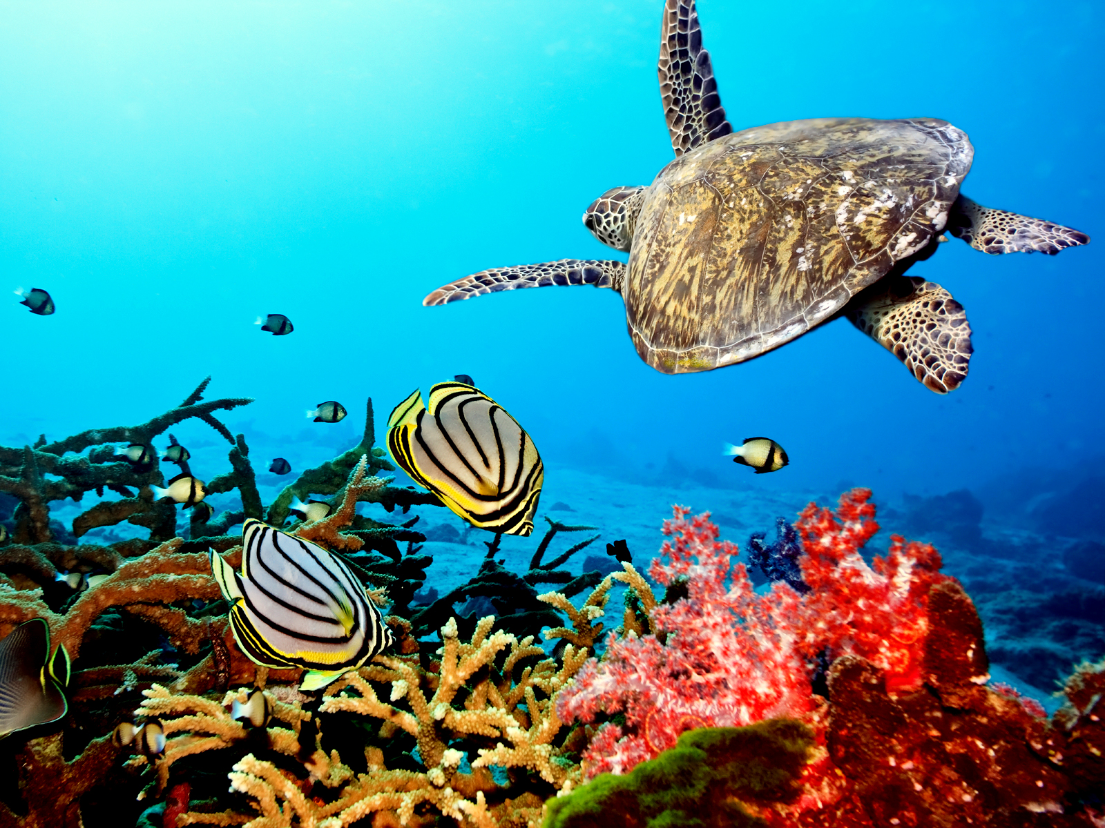 Sea Turtle - Bonaire