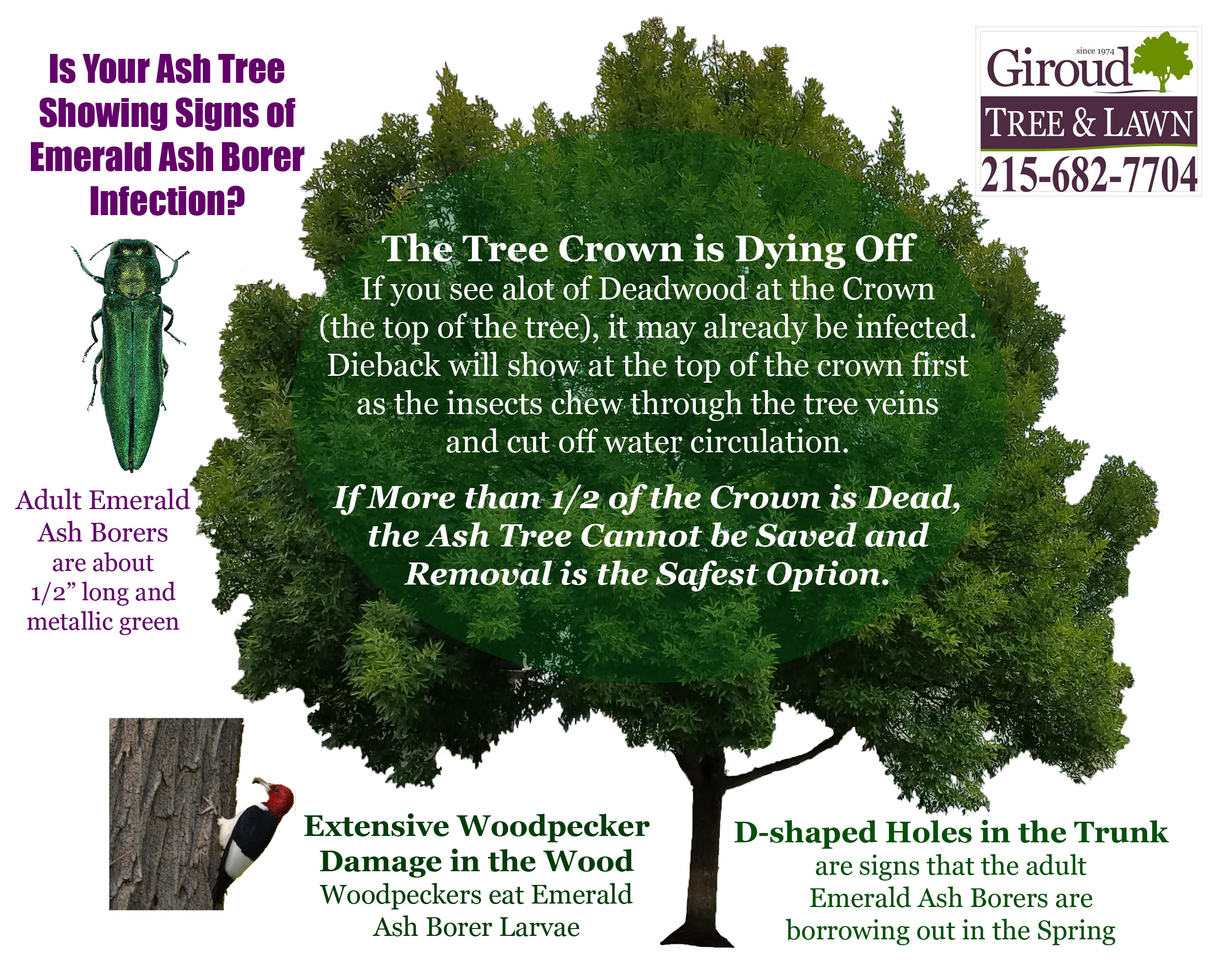 How to know if your Ash tree is infected with Emerald Ash Borers