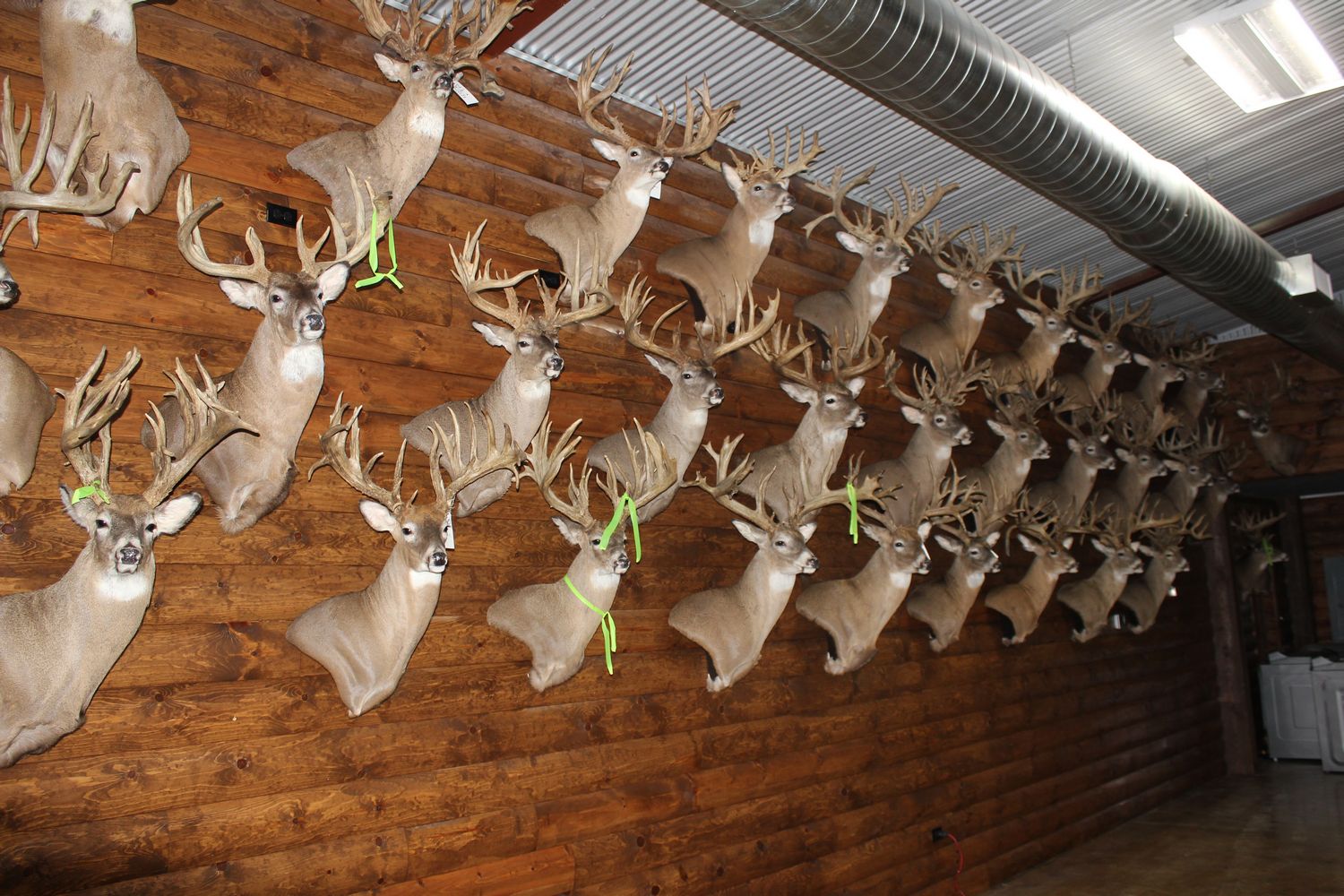 Boone and Crockett Whitetail Deer Collection