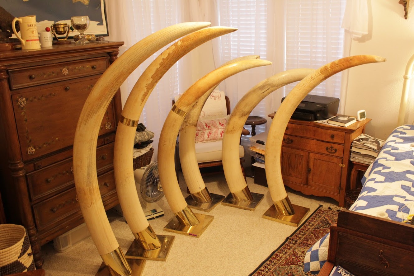 Ivory Elephant Tusks