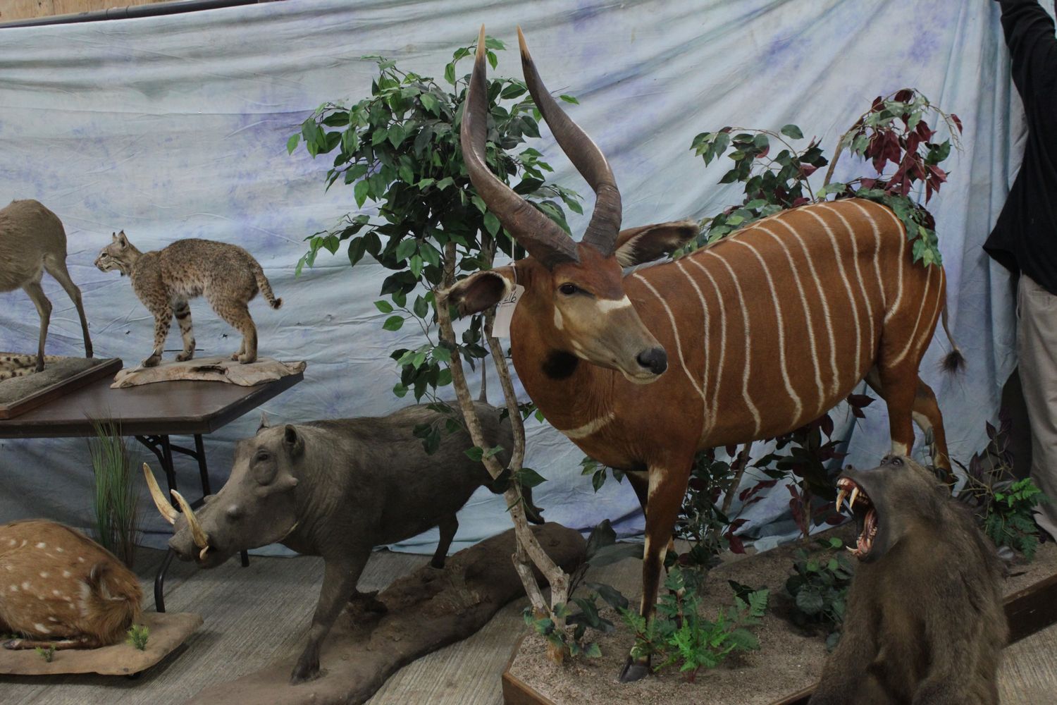 Warthog and Kudu Taxidermy