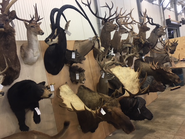 Exotic Taxidermy Mounts